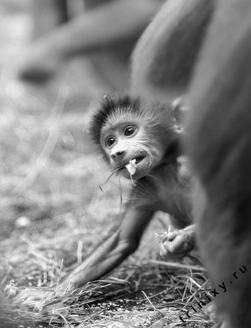 Мегапозитив. Маленькие обезьянки (35 фото)