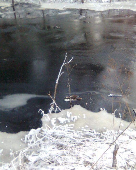 Экологическая катастрофа недалеко от Москвы (11 фото)