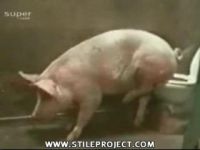 Культурная свинья (0.6 мб)