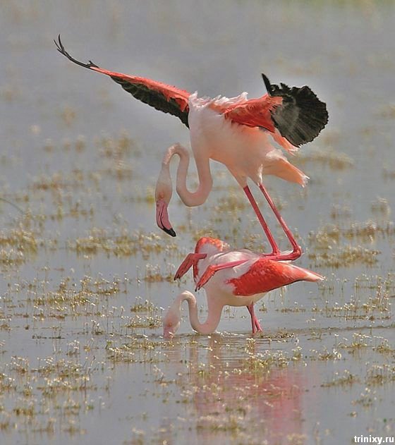 Брачные танцы животных. Фламинго брачный танец. Танцующие птицы. Танец Фламинго птиц. Розовый Фламинго танец.
