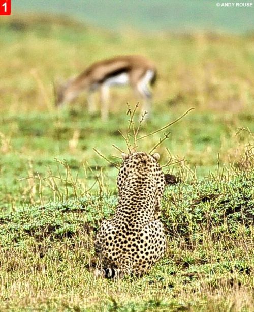 Дружба маленьких гепардов и газели (8 фото)