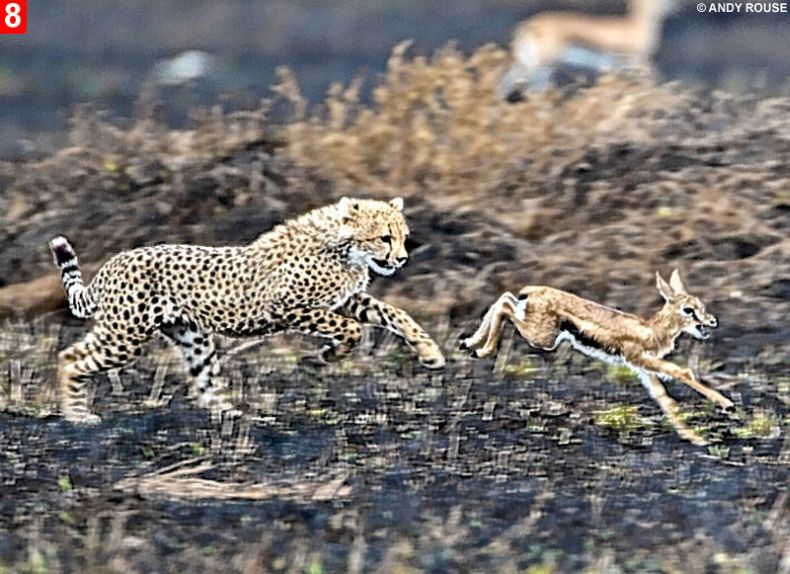 Дружба маленьких гепардов и газели (8 фото)