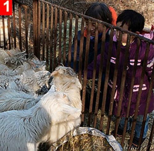 Жесть в китайском зоопарке (5 фото)
