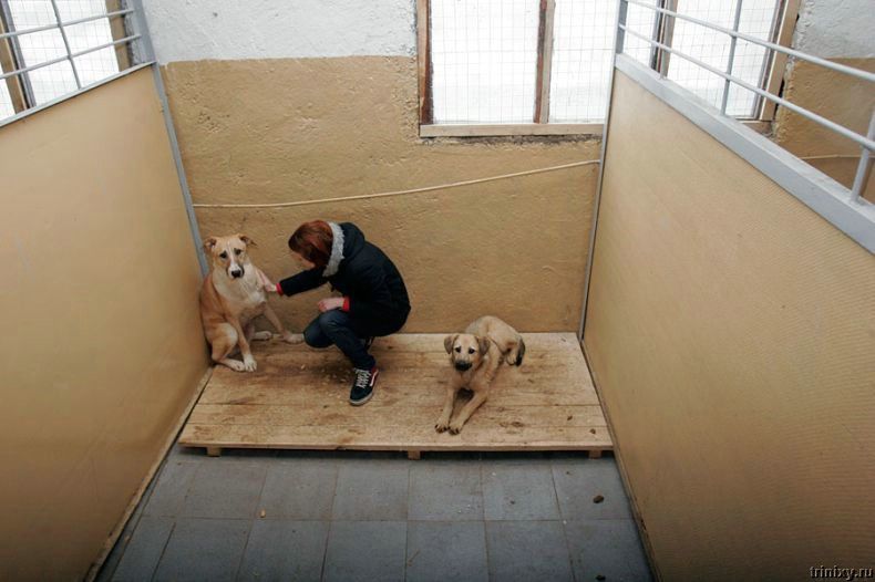 Приют для собак в селе Бородянка (26 фото)