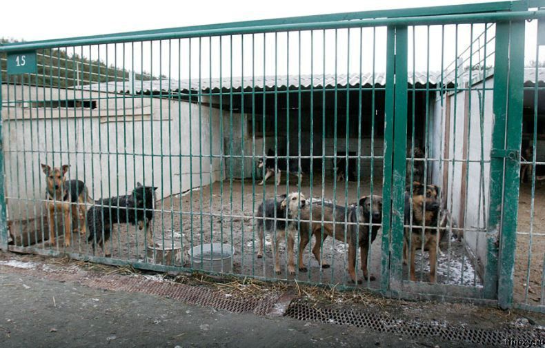 Приют для собак в селе Бородянка (26 фото)