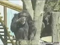 Позитив ) Шимпанзе курит (2.1 мб)