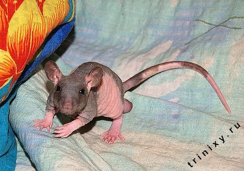 Лысые крысы (48 фото)