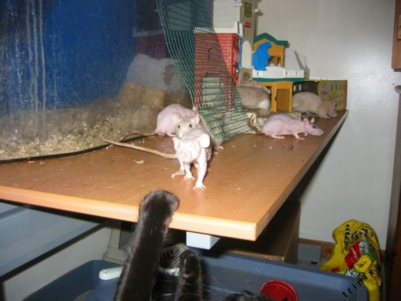 Лысые крысы (48 фото)