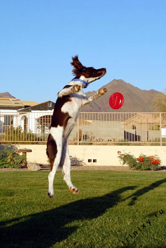 Почему собаки не летают. Город летающих собак. Собаки которые умеют летать. Летающая собака фото. Шутливые фото летающая собака.
