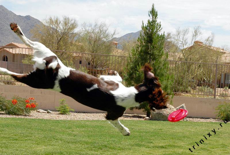 Летающая собака (35 фото)