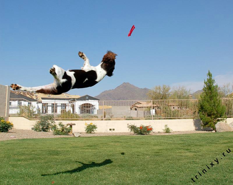 Почему собаки не летают. Город летающих собак. Собаки умеют летать. Собака которая умела летать. Летающая собака фото.