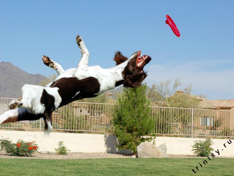 Почему собаки не летают. Летающая собака. Собаки которые умеют летать. Кошки собаки умеют летать. Matrix Dog.