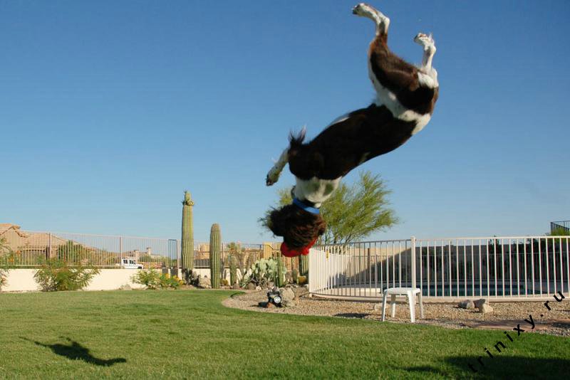 Летающая собака (35 фото)