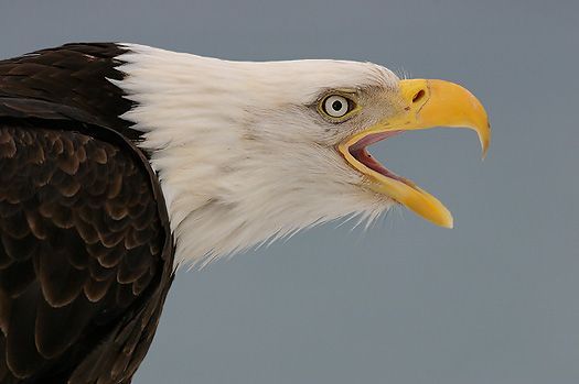 Изумительные фотографии птиц (54 фото)