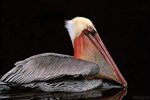 Изумительные фотографии птиц (54 фото)