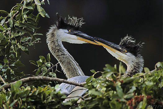 Изумительные фотографии птиц (54 фото)