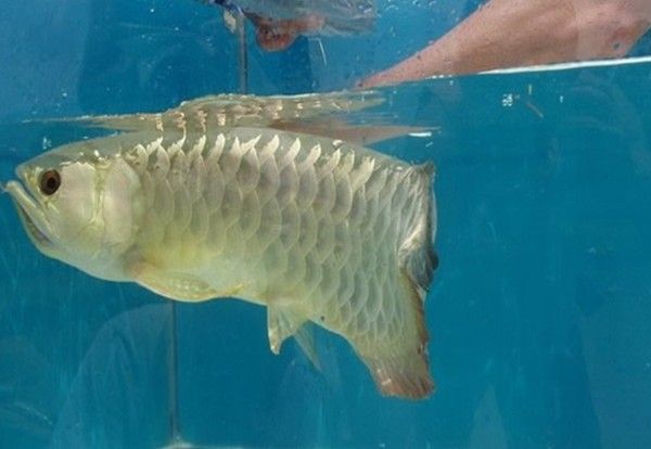Очень необычная рыбка (5 фото)