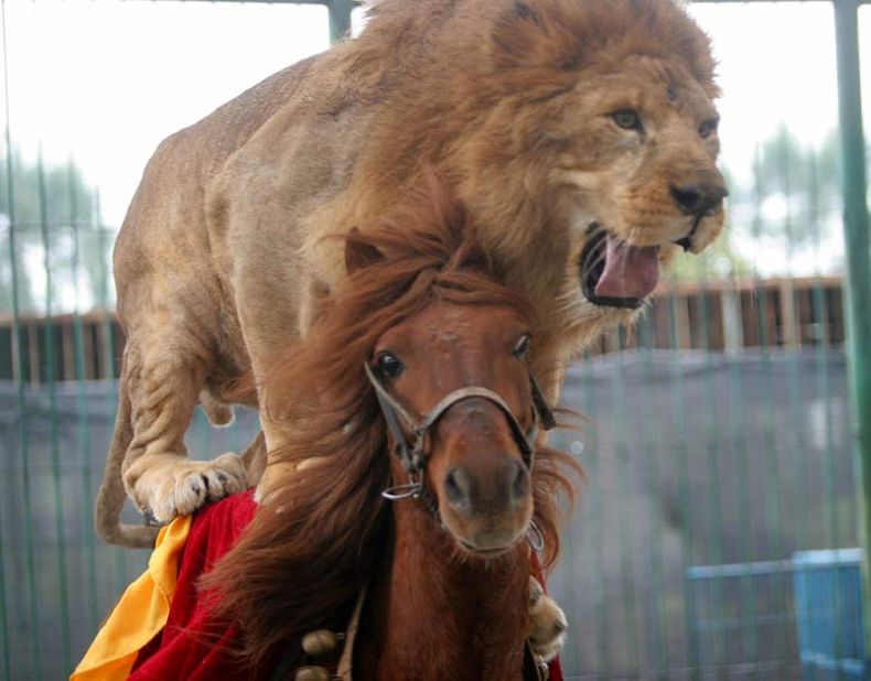 Фотографии дня. Лошадь, которая катает львов и тигров (3 фото)