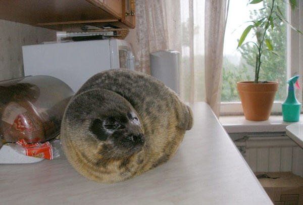 Домашний тюлень (8 фото)