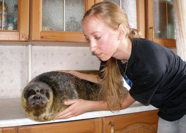 Домашний тюлень (8 фото)