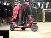 Слон на велосипеде в цирковом представлении (1.0 мб)
