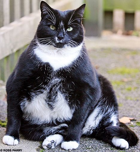 Толстый котик на диете (3 фото)
