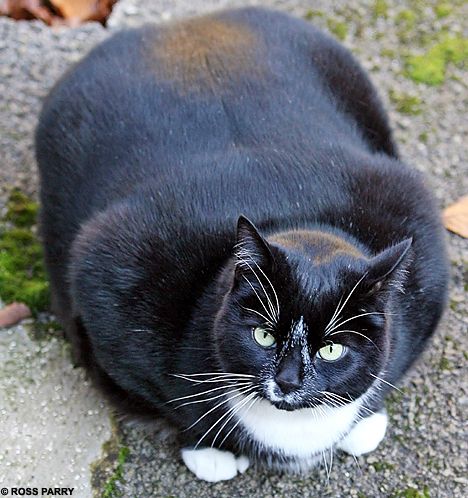 Толстый котик на диете (3 фото)