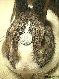 Подопытный кролик (56 фото)