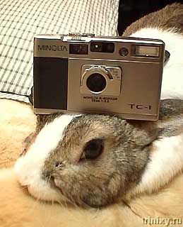 Подопытный кролик (56 фото)