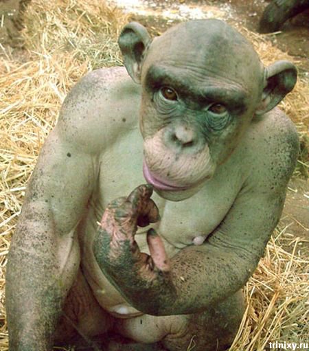 Синдер - лысая шимпанзе