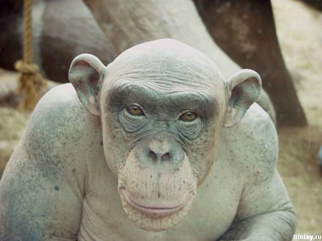 Синдер - лысая шимпанзе