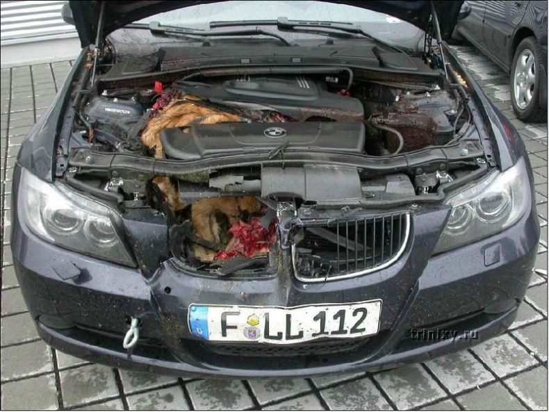 Встреча BMW и оленя (3 фото)
