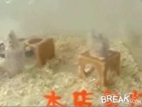 Пьяные животные (7 видео)