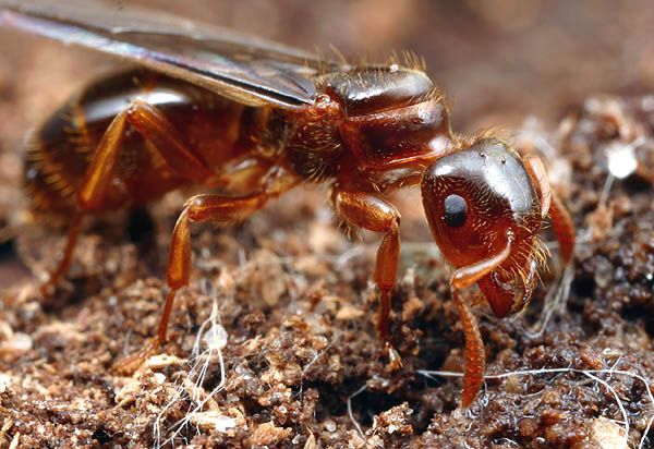 Из жизни муравьев. Очень интересно (35 фото + текст)