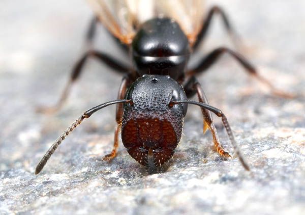 Из жизни муравьев. Очень интересно (35 фото + текст)