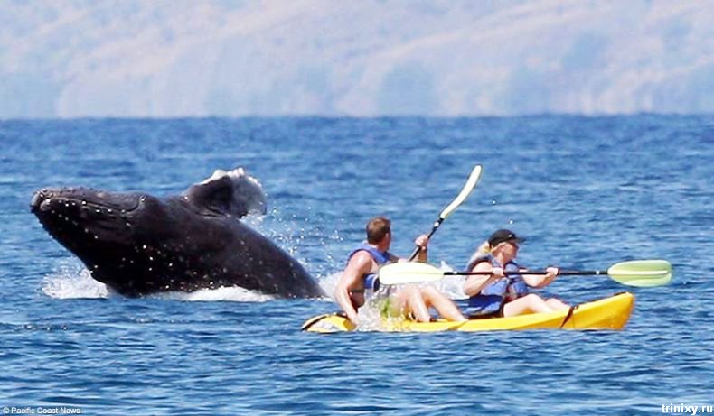 Встреча с китом во время отдыха на Гаваях (4 фото)
