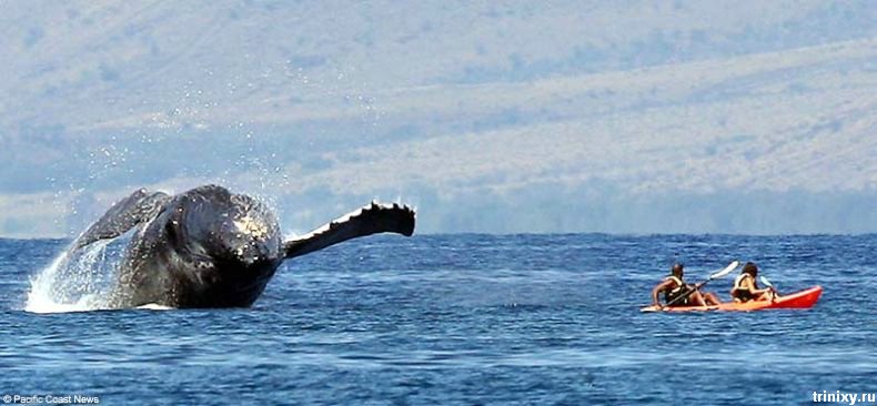 Встреча с китом во время отдыха на Гаваях (4 фото)