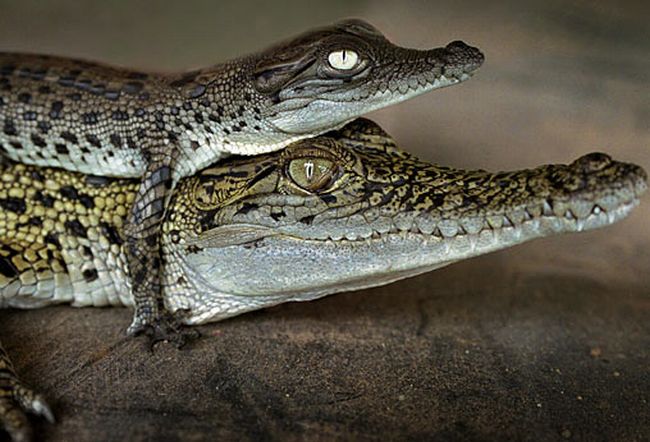 Интересная фотосессия крокодилов (17 фото)