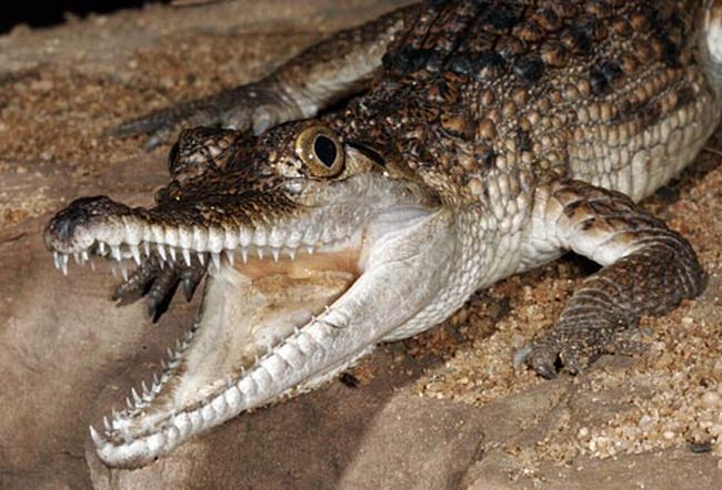 Интересная фотосессия крокодилов (17 фото)