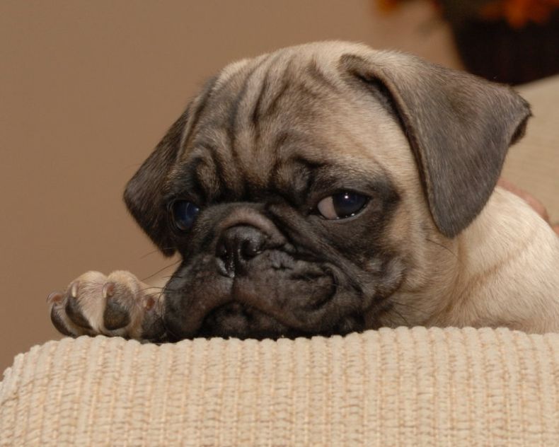 Мопс - очередная грустная собачка (11 фото)