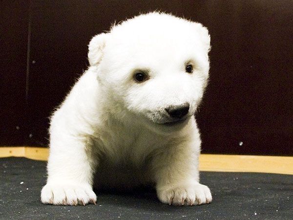 Позитивчик. Белый медвежонок Flocke (18 фото)