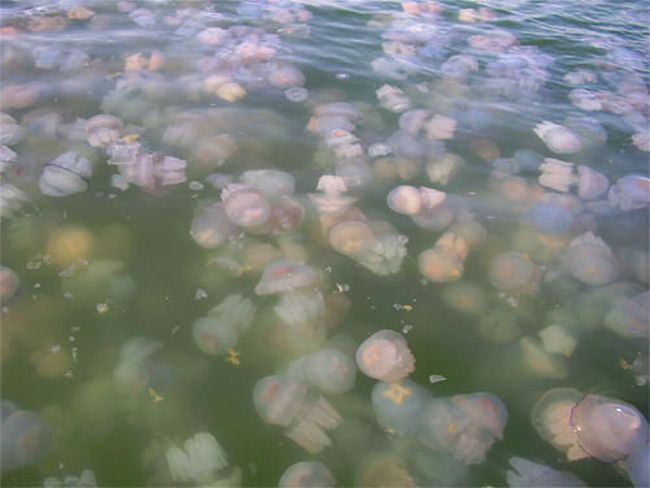 Девушка среди медуз (4 фото)