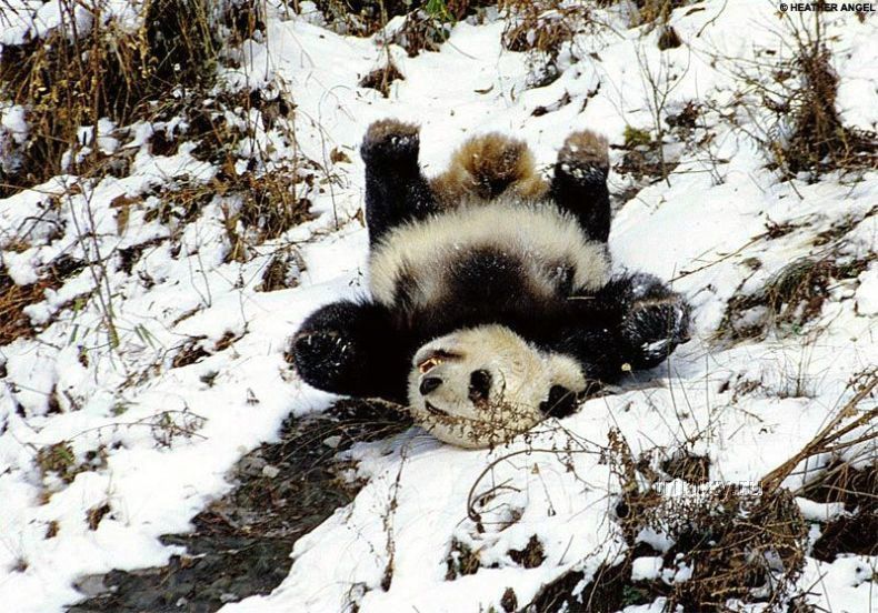 Как падают панды (4 фото)