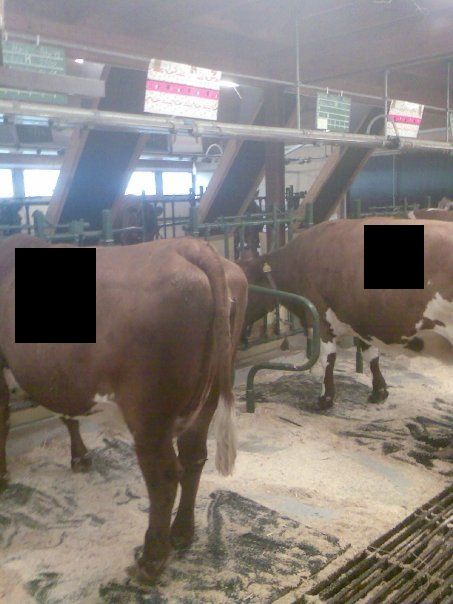 Современные коровы (3 фото)
