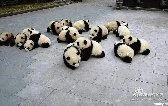 Позитивно ) Маленькие панды (8 фото)