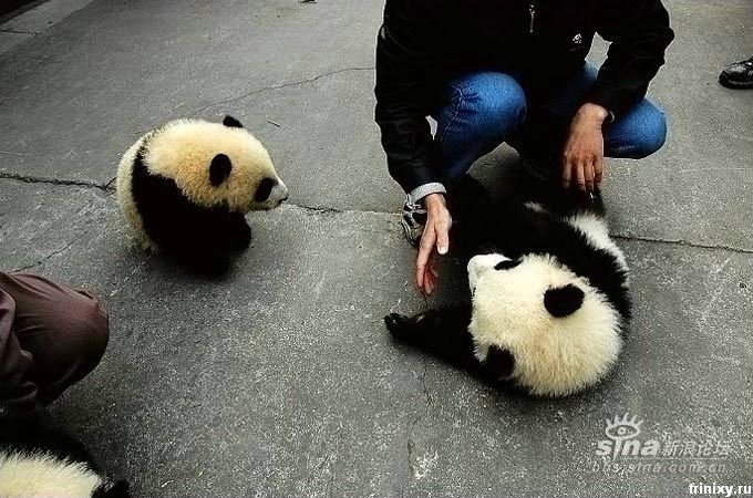 Позитивно ) Маленькие панды (8 фото)