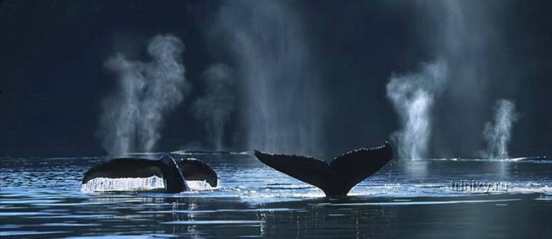 Очень красивые фотографии китов (14 штук)