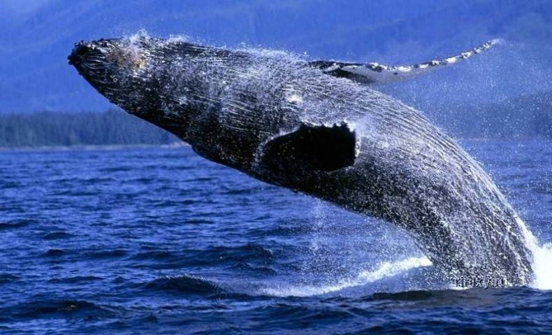 Очень красивые фотографии китов (14 штук)