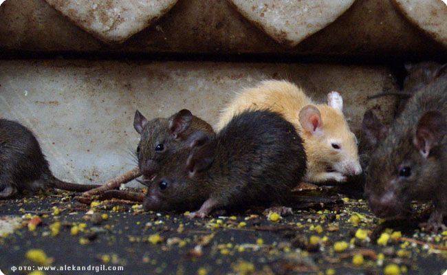 Про крыс в Индии (24 фото)