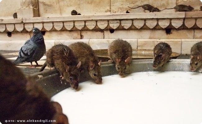 Про крыс в Индии (24 фото)
